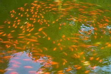 数毛社《帝国时代4》测评：一款出色的RTS但仍有技术问题